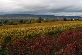 J. Neus_Reben © Andreas Durst J. Neus_Reben © Andreas Durst