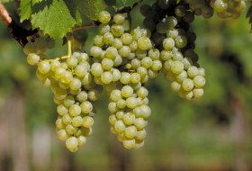 Müller-Thurgau © DWI Müller-Thurgau © DWI