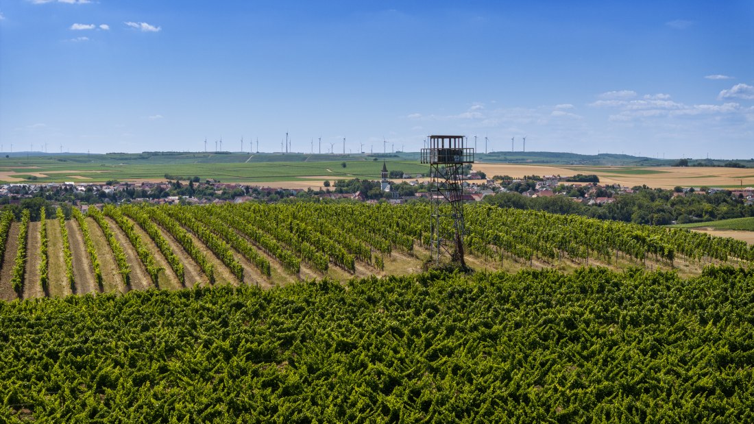 Gau-Odernheimer Ölberg, © Torsten Silz Gau-Odernheimer Ölberg, © Torsten Silz