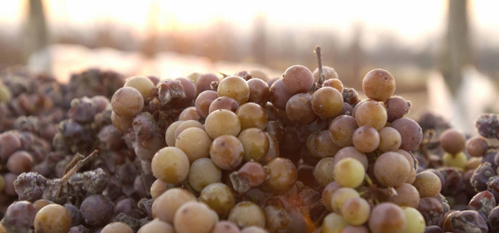 frozen grapes, © DWI frozen grapes, © DWI