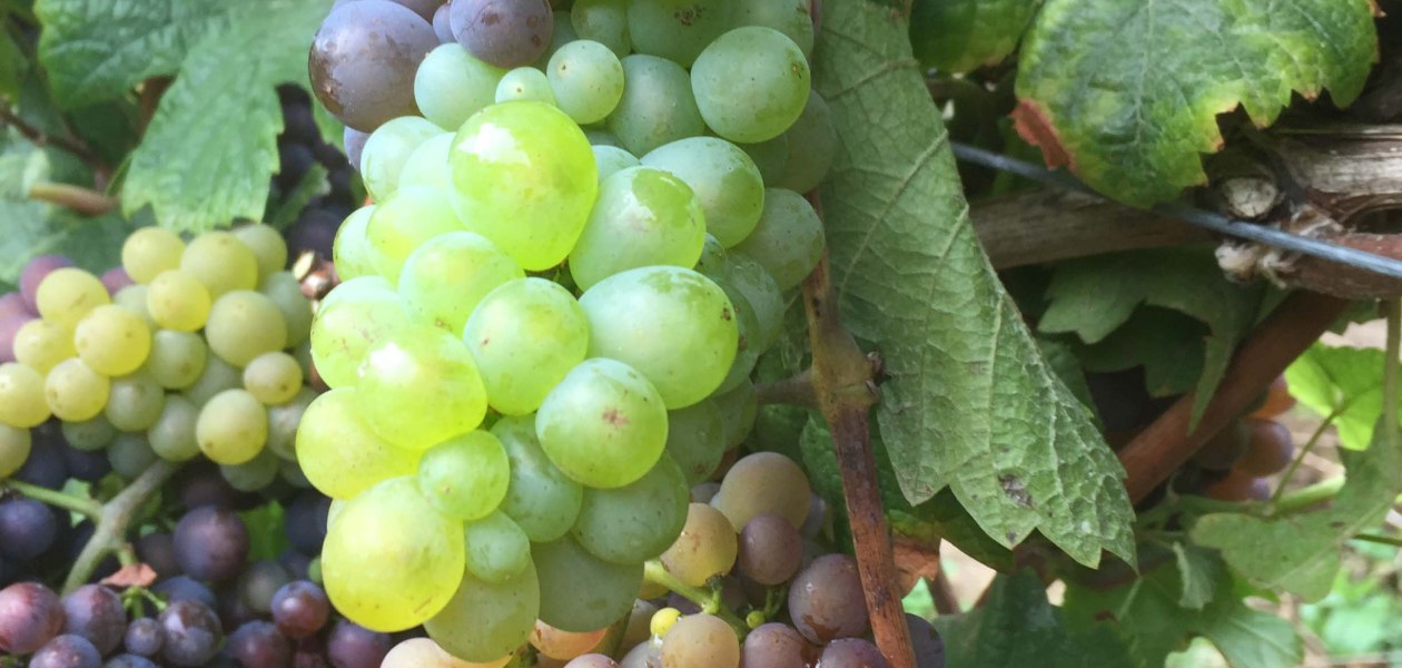 Weingut Tobias Hahn_Trauben 2, © Weingut Tobias Hahn Weingut Tobias Hahn_Trauben 2, © Weingut Tobias Hahn