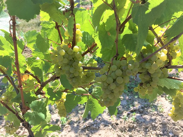 Weingut Boller-Klonek_Trauben, © Weingut Boller-Klonek Weingut Boller-Klonek_Trauben, © Weingut Boller-Klonek