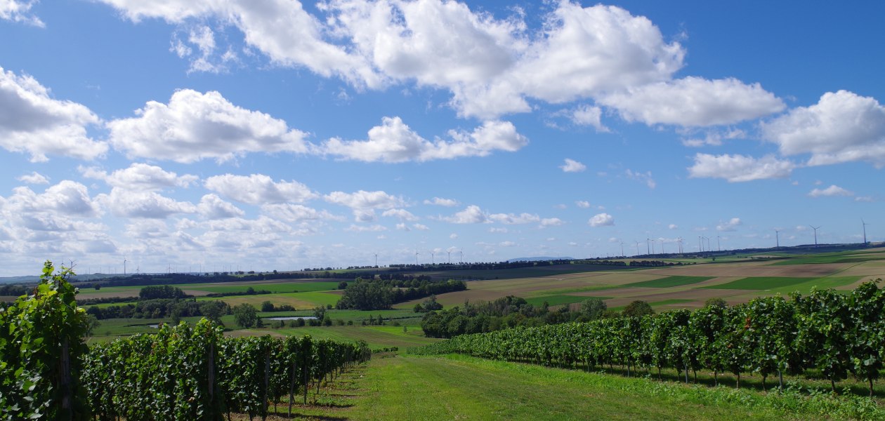 Weingut Bernhard_Weinberge 2, © Weingut Bernhard Weingut Bernhard_Weinberge 2, © Weingut Bernhard