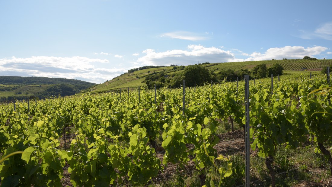 © Weingut Riffel © Weingut Riffel