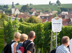 Wine festival on the pilgrim path Wine festival on the pilgrim path