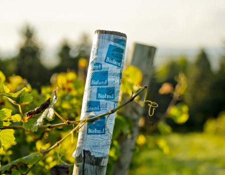 winery-Gänz-bioland-pole, © Weingut Gänz winery-Gänz-bioland-pole, © Weingut Gänz
