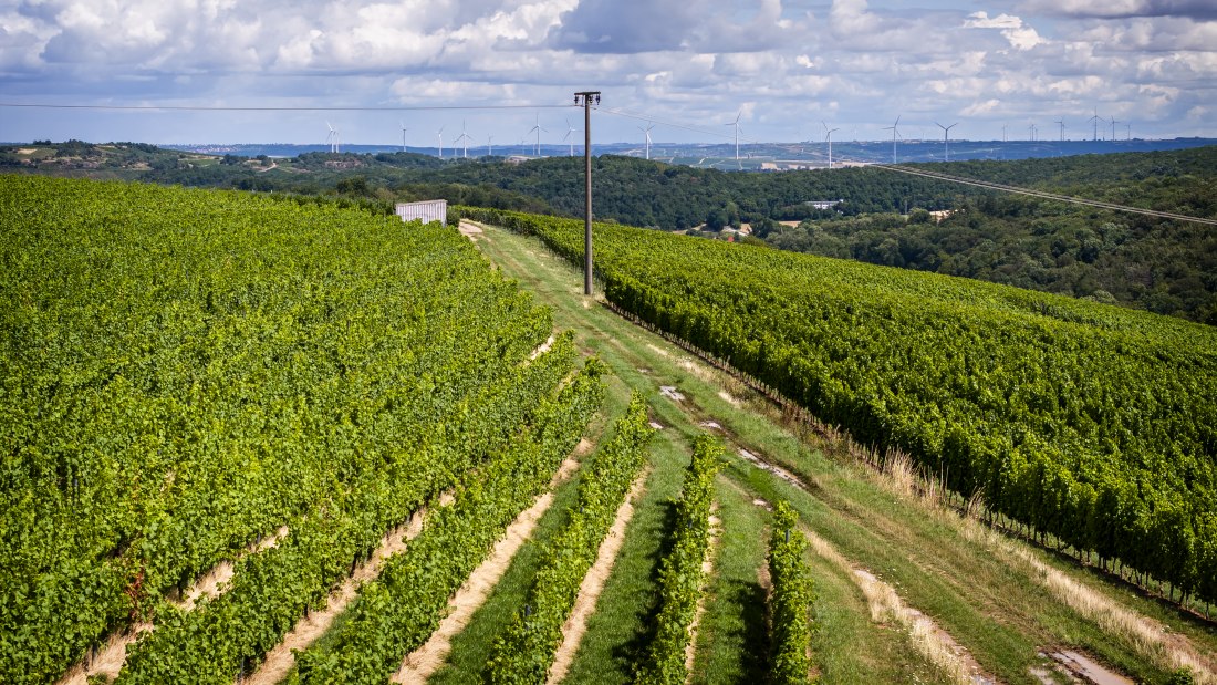 Tiefenthaler Graukatz Tiefenthaler Graukatz