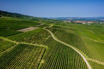 Gau-Algesheimer Johannisberg Gau-Algesheimer Johannisberg