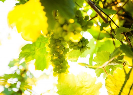 Weinland Nahe © Weinland Nahe e.V./ Moritz Attenberger Weinland Nahe © Weinland Nahe e.V./ Moritz Attenberger