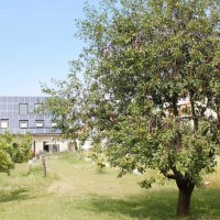 Kirschbaum Kirschbaum