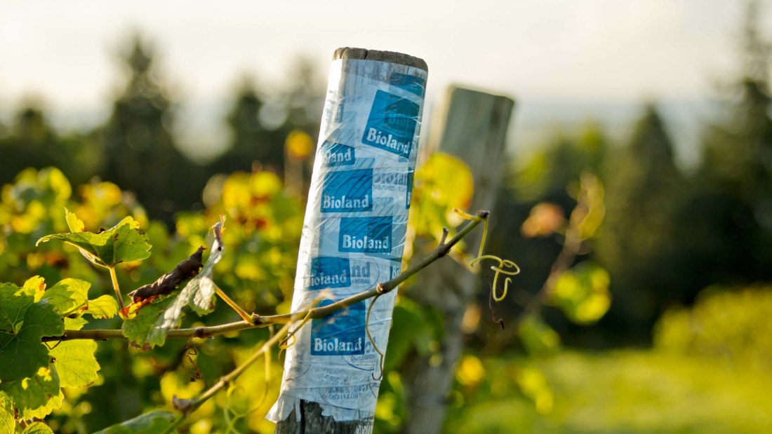 weingut-gaenz-bioland-pfahl, © Weingut Gänz weingut-gaenz-bioland-pfahl, © Weingut Gänz