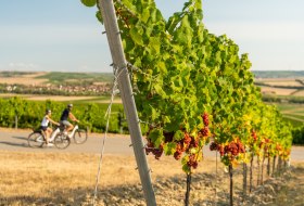 Radfahren zur Weinerntezeit © Dominik Ketz Radfahren zur Weinerntezeit © Dominik Ketz