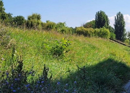 Der Rheindamm © Stadt Ingelheim/uz Der Rheindamm © Stadt Ingelheim/uz