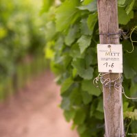 Weinberg © Jürgen Mett, Wgt. Mett-Weidenbach Weinberg © Jürgen Mett, Wgt. Mett-Weidenbach