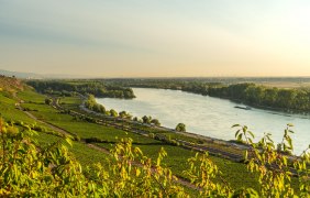Roter Hang, Blick Richtung Nackenheim Roter Hang, Blick Richtung Nackenheim