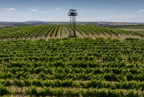 Gau-Odernheimer Ölberg © Torsten Silz Gau-Odernheimer Ölberg © Torsten Silz
