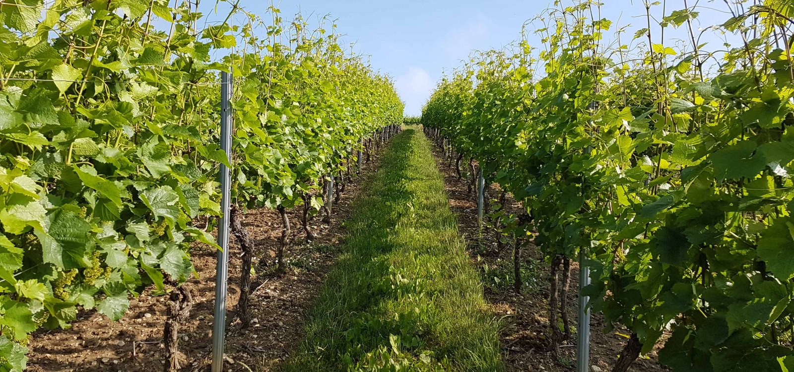 Weinberg nach dem Heften Weinberg nach dem Heften