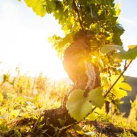 Weinland Nahe © Weinland Nahe e.V./ Moritz Attenberger Weinland Nahe © Weinland Nahe e.V./ Moritz Attenberger