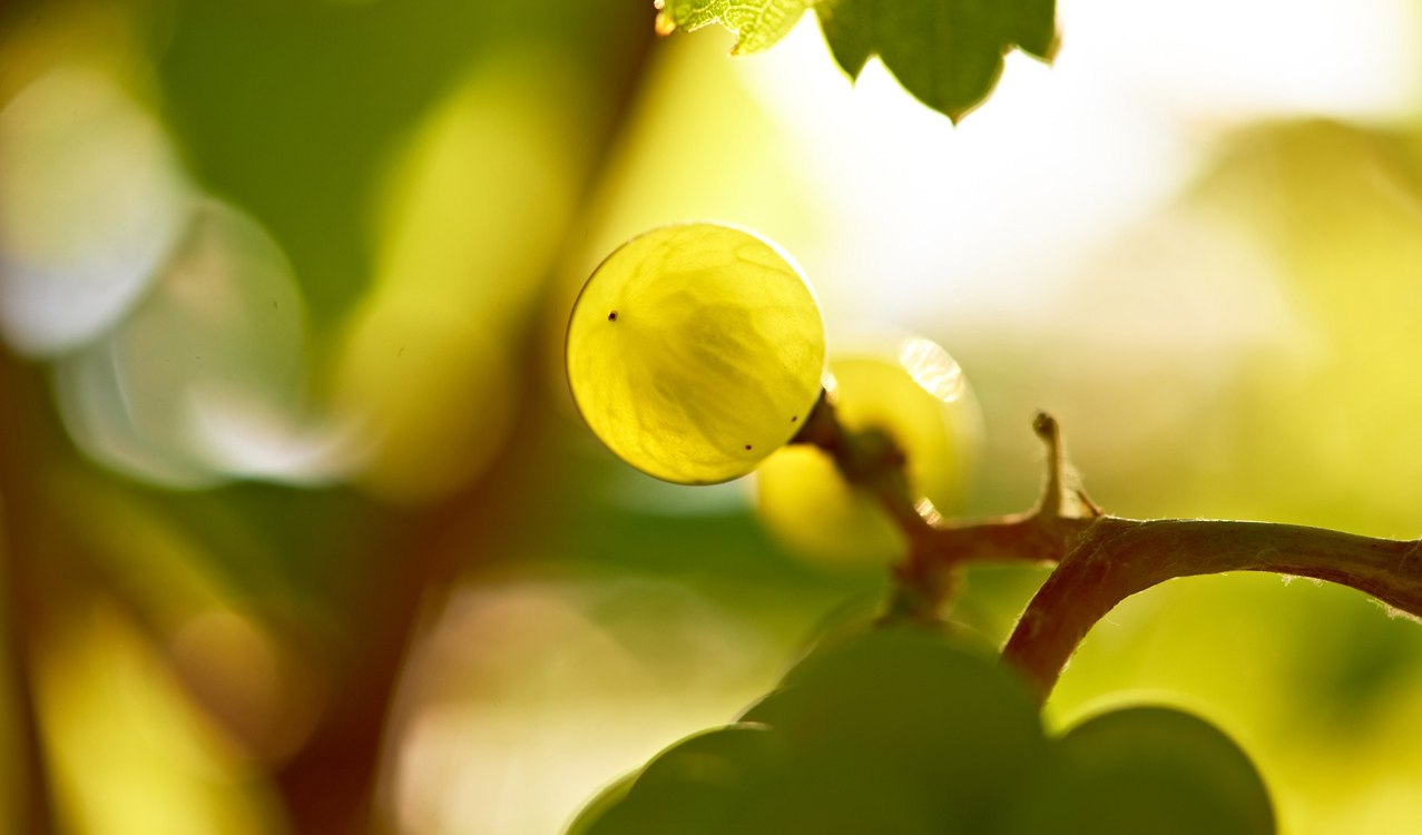 Riesling grape small, © Robert Dieth
