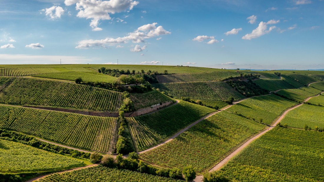 Niersteiner Brudersberg Niersteiner Brudersberg