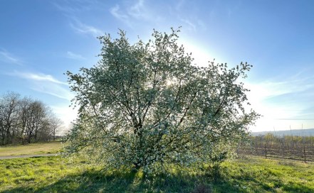 instagram-sonniges-rheinhessen-obstroute-ingelheim, © Intensive Senses instagram-sonniges-rheinhessen-obstroute-ingelheim, © Intensive Senses