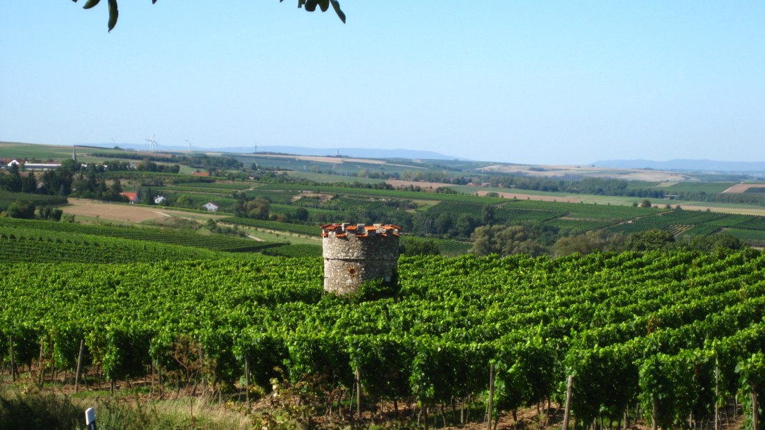 Weingut Ermarth-Bogert_Weinreben, © Weingut Ermarth-Bogert Weingut Ermarth-Bogert_Weinreben, © Weingut Ermarth-Bogert
