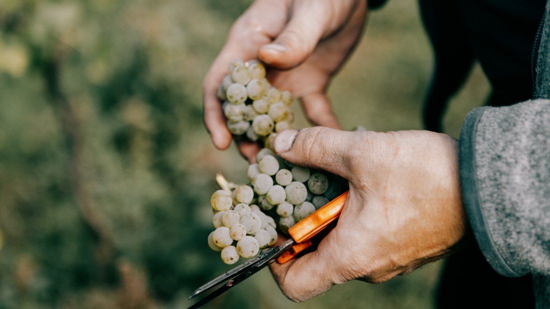 © Ökoweingut Arndt F. Werner © Ökoweingut Arndt F. Werner
