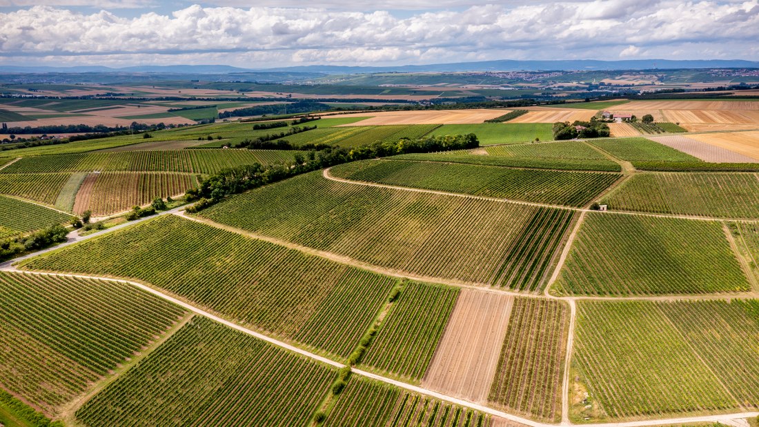 Zornheimer Guldenmorgen Zornheimer Guldenmorgen