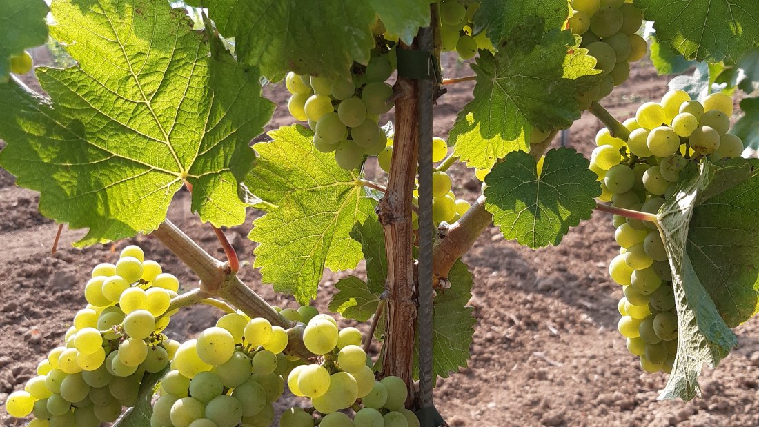 Weingut Holzmühle_Trauben, © Weingut Holzmühle Weingut Holzmühle_Trauben, © Weingut Holzmühle