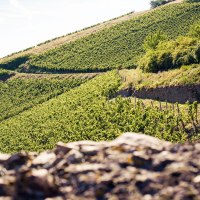 Weinland Nahe © Weinland Nahe e.V./ Moritz Attenberger Weinland Nahe © Weinland Nahe e.V./ Moritz Attenberger