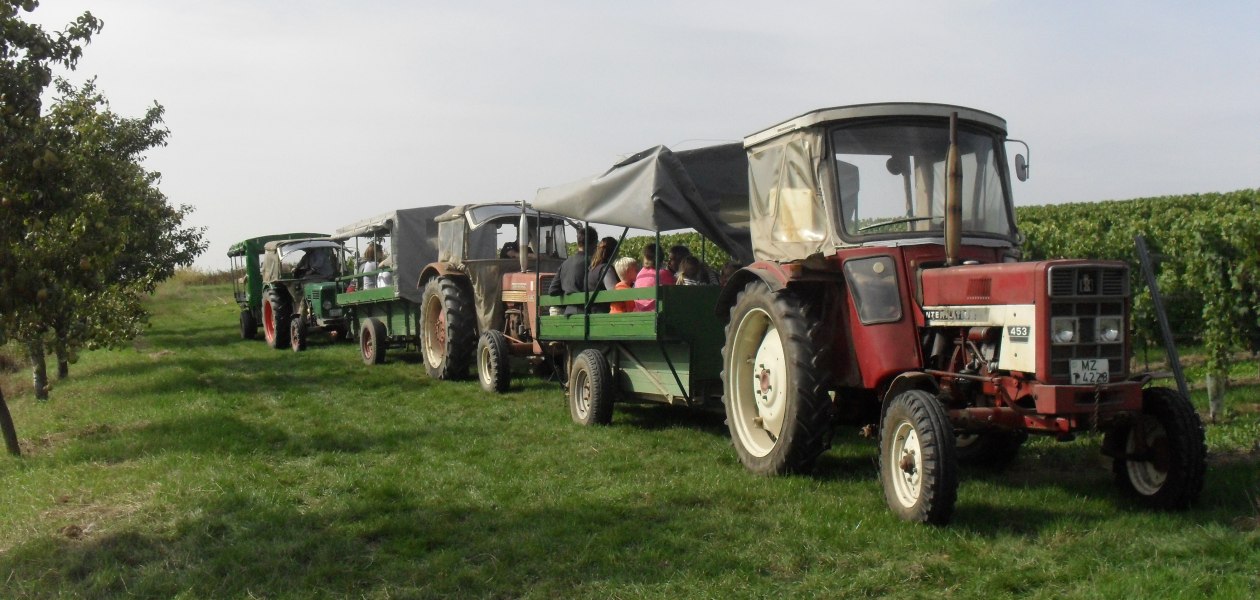 Weingut Bernhard_Weinbergsrundfahrt, © Weingut Bernhard Weingut Bernhard_Weinbergsrundfahrt, © Weingut Bernhard