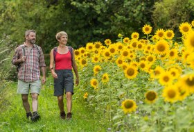 Wanderweg neben Sonnenblumen © Dominik Ketz Wanderweg neben Sonnenblumen © Dominik Ketz