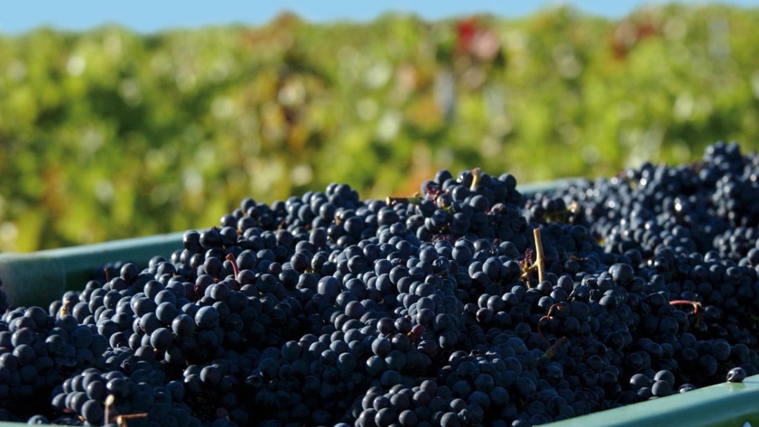 Weingut Beck - Hedesheimer Hof_Trauben, © Weingut Beck - Hedesheimer Hof Weingut Beck - Hedesheimer Hof_Trauben, © Weingut Beck - Hedesheimer Hof