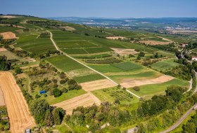 Gau-Algesheimer Goldberg Gau-Algesheimer Goldberg