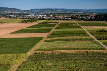 Grolsheimer Ölberg Grolsheimer Ölberg