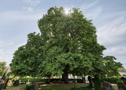 Kastanie Ganz © Verbandsgemeinde Gau-Algesheim Kastanie Ganz © Verbandsgemeinde Gau-Algesheim