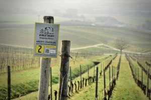 © Weingut Wagner © Weingut Wagner
