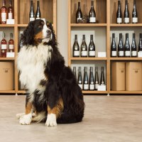 Vinothek im Weingut Paulinenhof 5 Vinothek im Weingut Paulinenhof 5