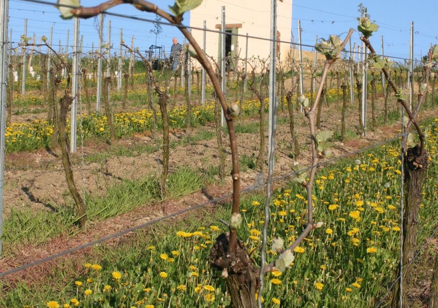 Familienweingut Dechent_Turm_Fruehling Familienweingut Dechent_Turm_Fruehling