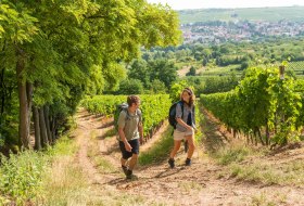 GPS-Weinerlebnsi-Wanderung © Dominik Ketz/Rheinhessen-Touristik GPS-Weinerlebnsi-Wanderung © Dominik Ketz/Rheinhessen-Touristik
