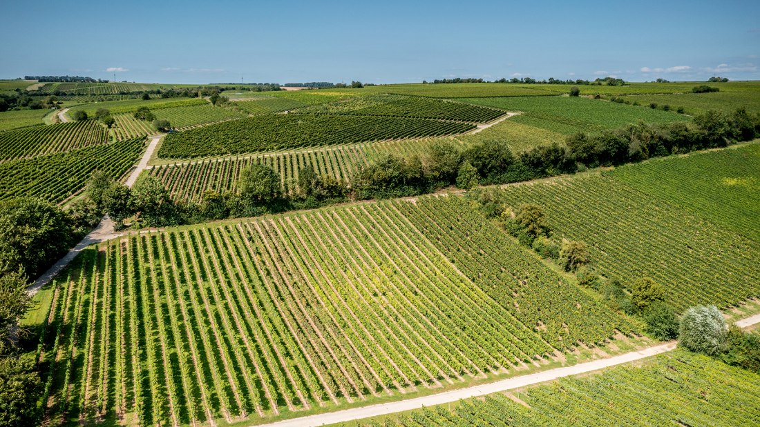 Ludwigshöher Teufelskopf Ludwigshöher Teufelskopf