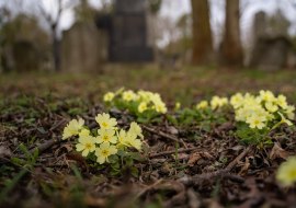 Primel auf dem Friedhof Primel auf dem Friedhof