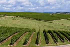Tiefenthaler Graukatz Tiefenthaler Graukatz