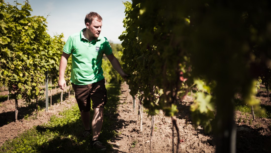 © Weingut Dackermann © Weingut Dackermann