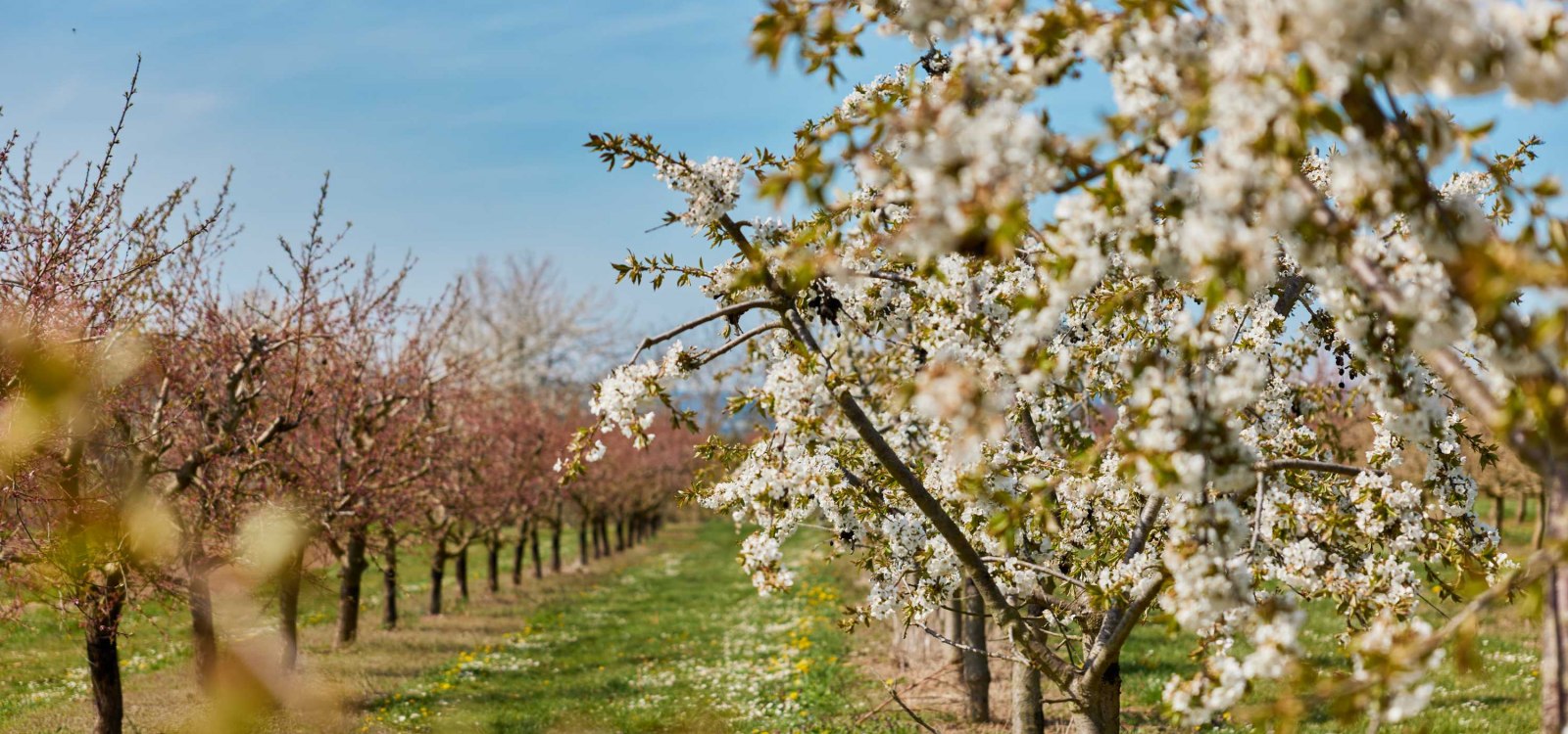 Fruit route bike spring nature, © Vincent Dommer Fruit route bike spring nature, © Vincent Dommer