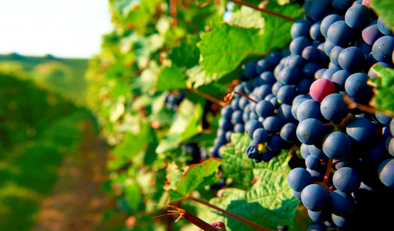 Dornfelder vine Dornfelder vine