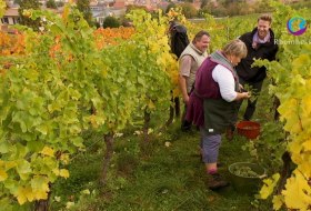 Lennart und Uschi bei der Weinlese Lennart und Uschi bei der Weinlese