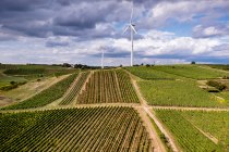 Hahnheimer Knopf Hahnheimer Knopf