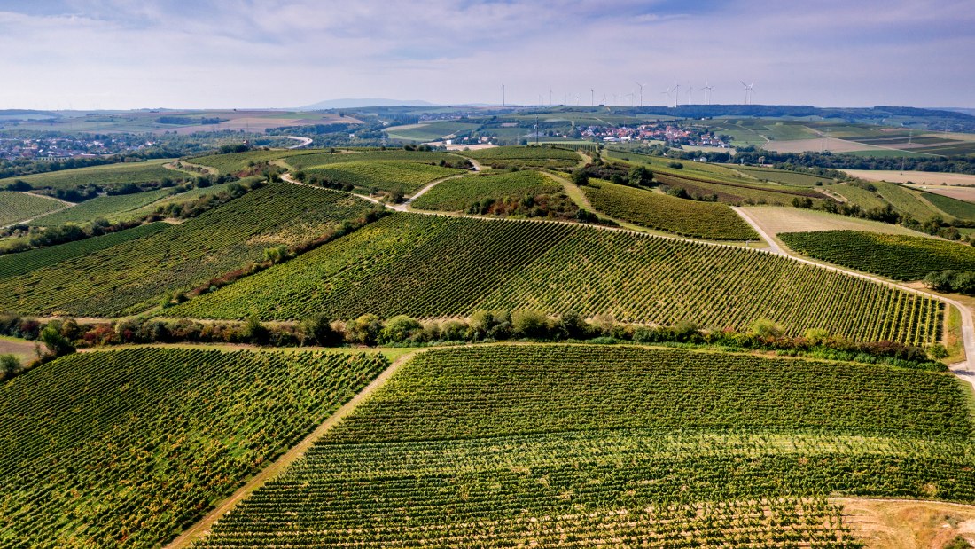 Albiger Hundskopf Albiger Hundskopf