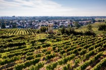 Osthofener Goldberg Osthofener Goldberg